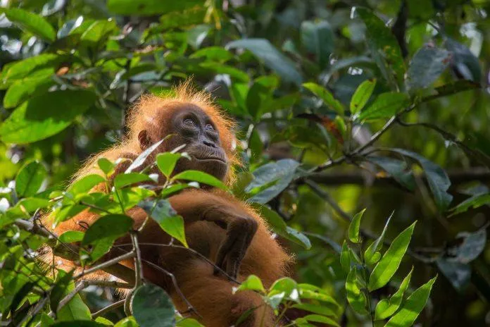 [Phim tài liệu] Our Planet – Những tiếng kêu cứu có thể không bao giờ được thấu hiểu