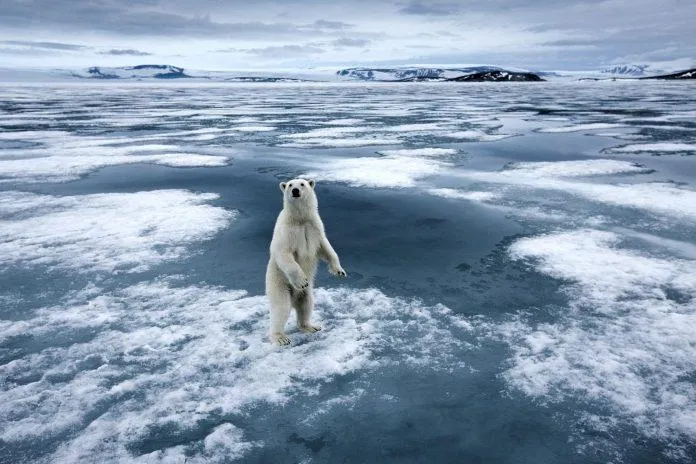 [Phim tài liệu] Our Planet – Những tiếng kêu cứu có thể không bao giờ được thấu hiểu