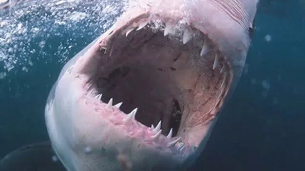 The Shallows – sự trở lại đầy bất ngờ của dòng phim cá mập